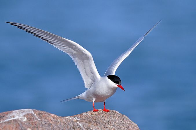  p>北极燕鸥(学名: i>sterna paradisaea /i>)是属于 a href="#" data