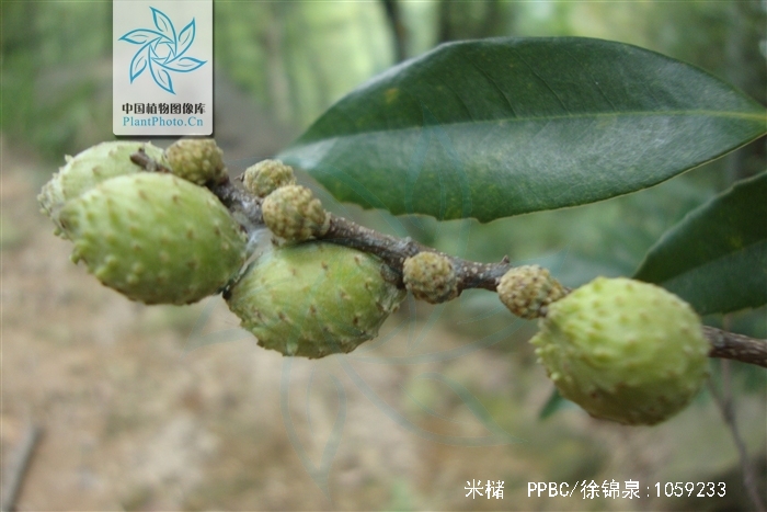  p>米槠〔学名: i>castanopsis carlesii  /i>(hemsl.)hay.