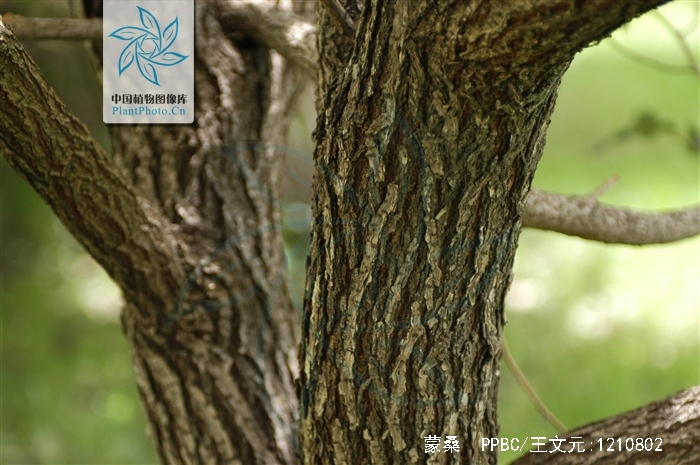  p>蒙桑(学名: i>morus mongolica /i> (bur.) schneid.