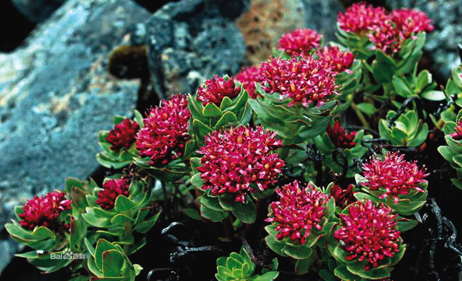  p>帕里红景天是 a href="#" data-lemmaid="3397486">红景天属 /a>在