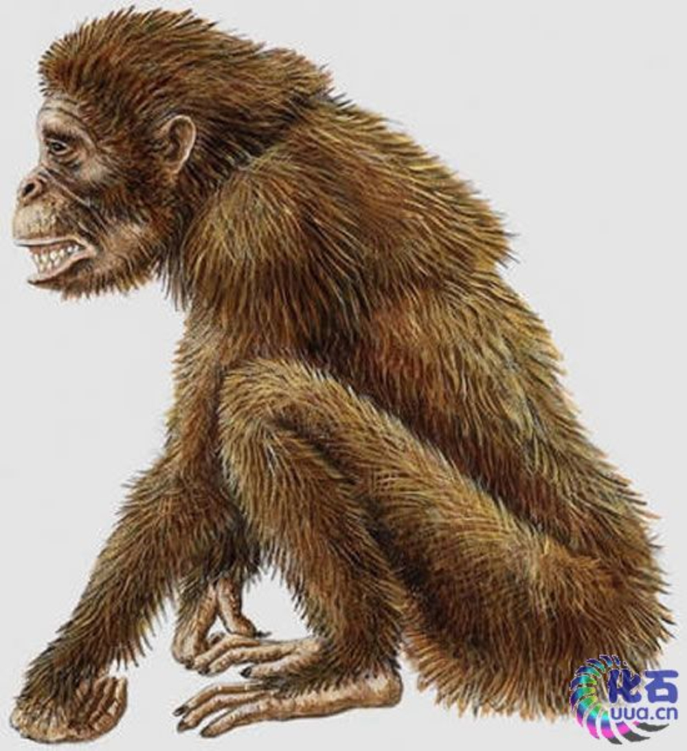 森林古猿(dryopithecus)