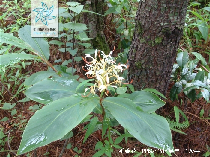 毛姜花