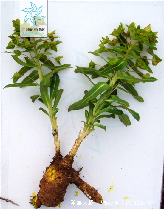  p data-id="tzalcaveebsu">狼毒大戟( i>euphorbia fischeriana /i>