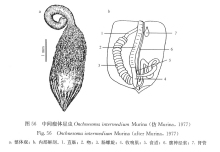 星虫