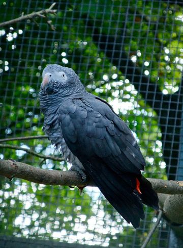  p>非洲灰鹦鹉(学名: i>psittacus erithacus /i>)属于大型鹦鹉,是