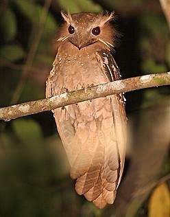  p data-id="gnbkr5eykt">蛙嘴夜鹰frogmouth, a target="_blank"