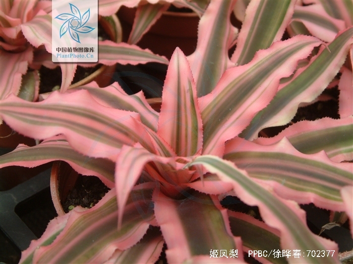  p>姬凤梨(学名: i>cryptanthus acaulis /i> (lindl.