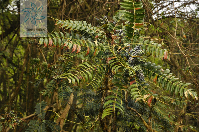 阿里山十大功劳