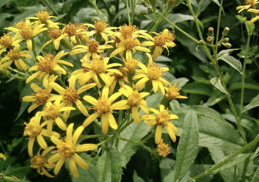 kitam.)是菊科千里光属植物.