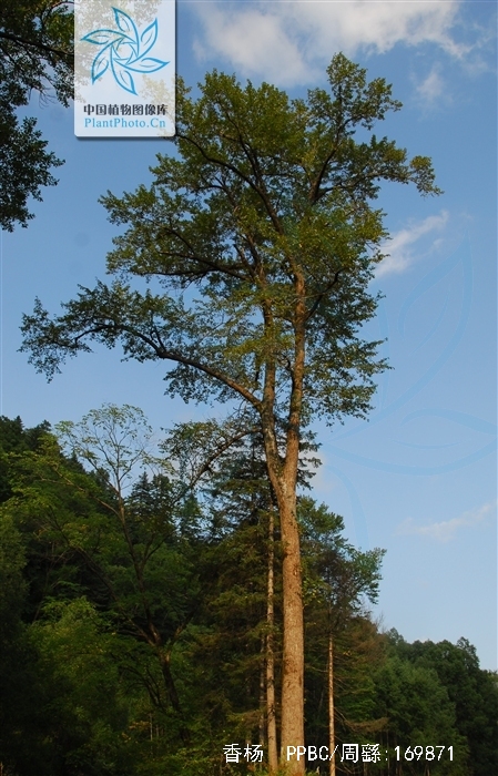  p>香杨(学名: i>populus koreana /i> rehd.)是杨柳科杨属植物.
