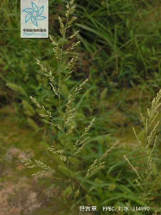  p>野古草(学名: i>arundinella anomala /i> steud.