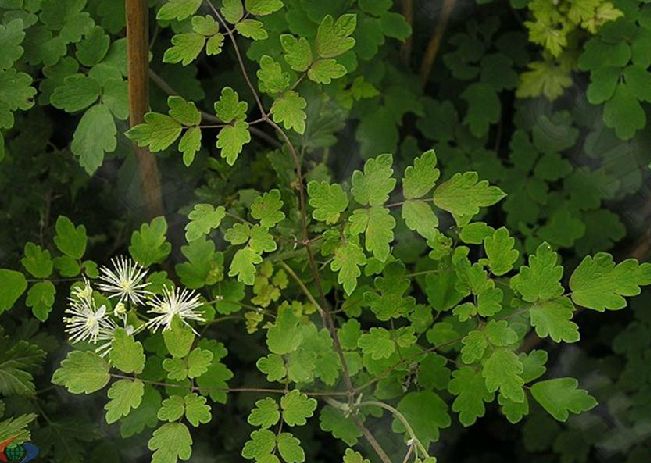 thalictrum przewalskii maxim.