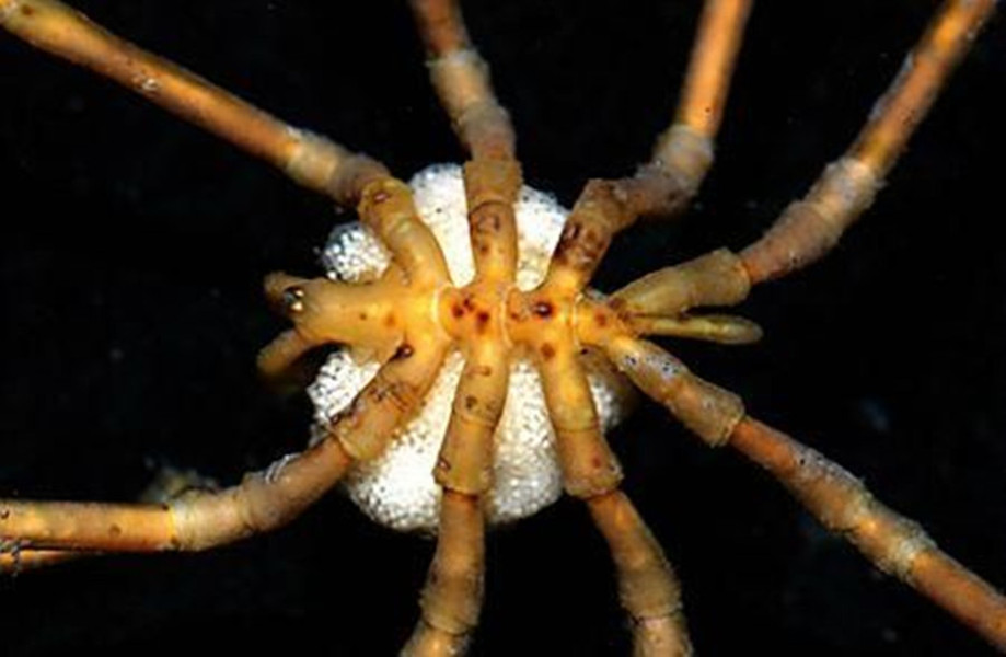 巨型海蜘蛛