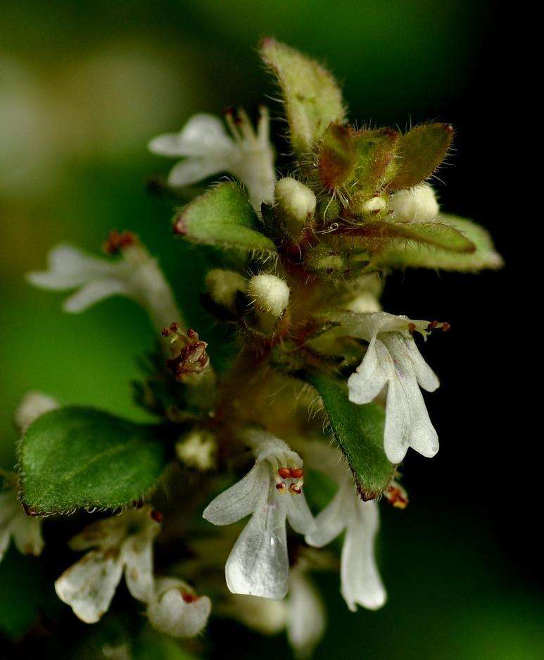 8074290" data-lemmaid="8074290">学名 /a>:vallisneria),所属植物界