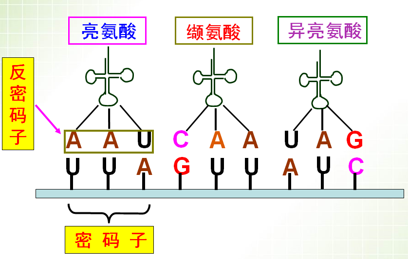  p>密码子(codon)是指信使 a href="#">rna /a>分子中每相邻的三个 a
