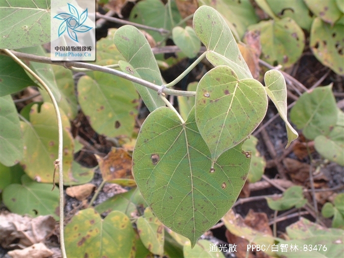 为萝藦科牛奶菜属植物通关藤 i>marsdenia tenacissima /i>(roxb.