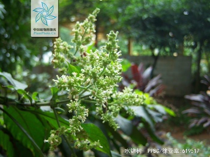  p>水锦树,中药名.