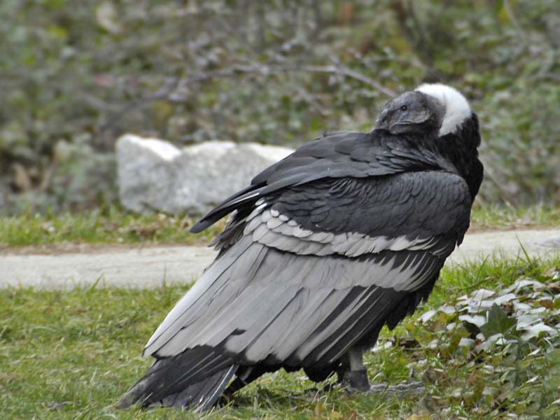  p>安第斯神鹫(学名: i>vultur gryphus /i>):又叫康多兀鹫,也有人叫