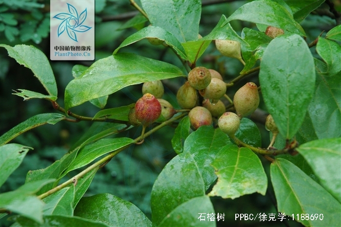  p> b>石榕树 /b>(学名: i>ficus abelii /i>)是 a href="#" data