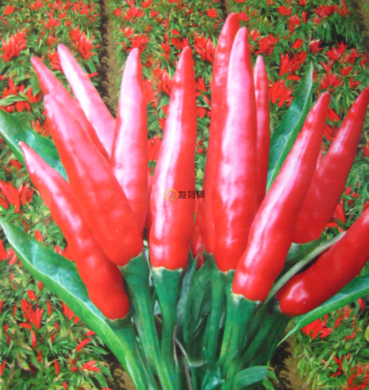  p>朝天椒(学名: i>capsicum annuum /i> l. var.