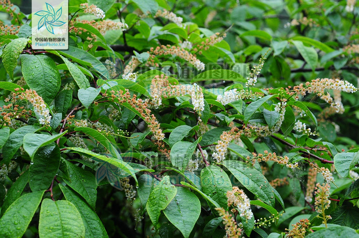  p>橉木,是 a data-lemmaid="1349839">稠李属