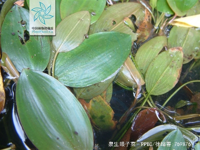  p>泉生眼子菜(potamogeton fontigenus y h guo et al.