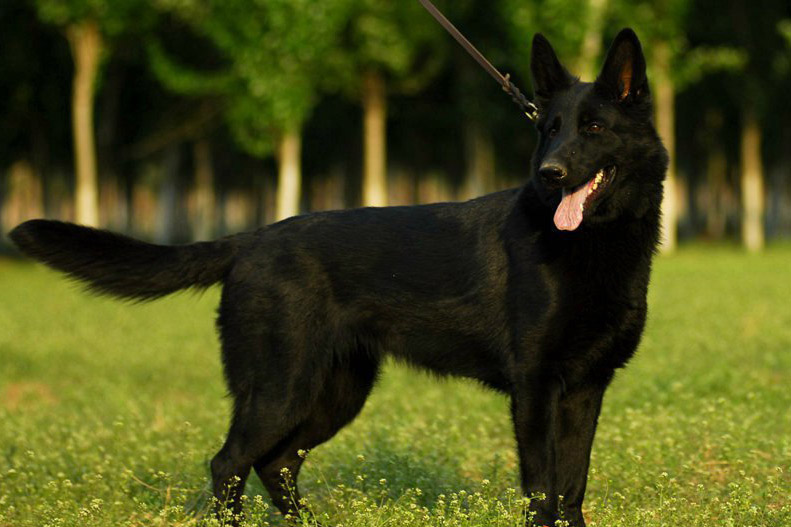  p>在 a href="#" data-lemmaid="174090">第二次世界大战 /a>前,德国