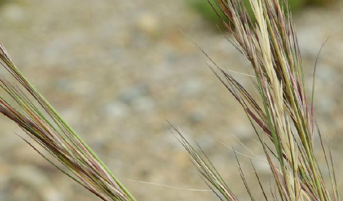  p> b>三芒草属 /b>(学名: i>aristida /i>)是禾本科下的一个属,为