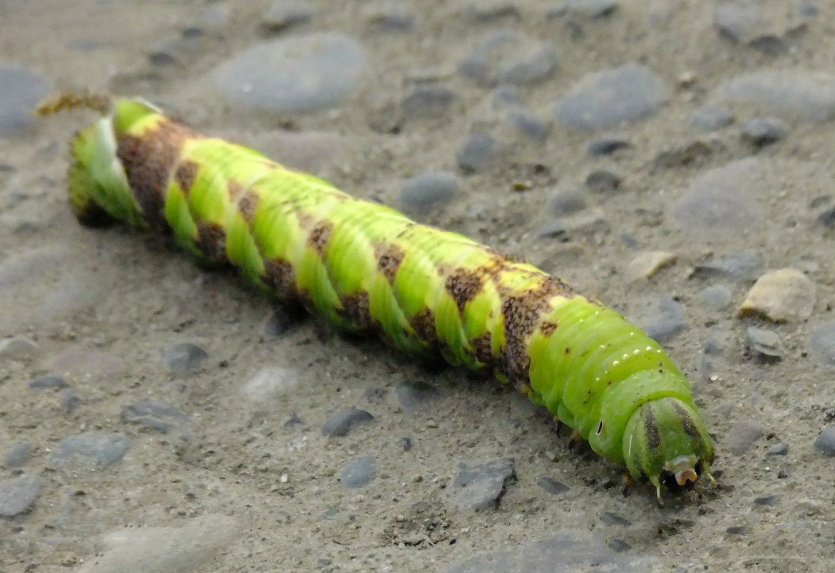  p>甘薯天蛾, i>agrius convolvuli /i>,为 a href="#" data-lemmaid=