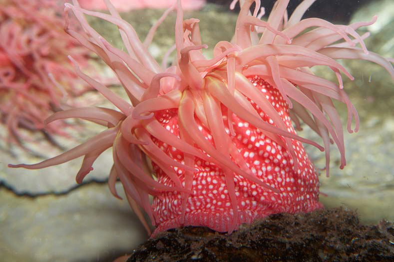 white-spotted rose anemone