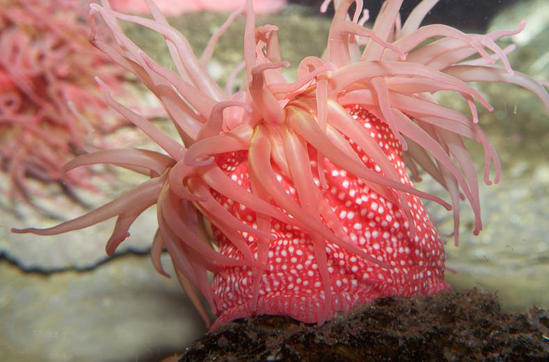  p>北美草莓海葵(学名: i>urticina lofotensis /i>):直径可达10厘米