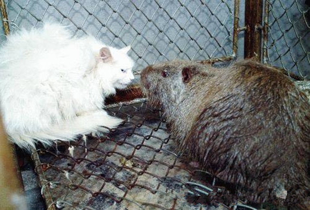  p>食猫鼠是指体积大到能吃下猫咪的 a target="_blank" href="/item