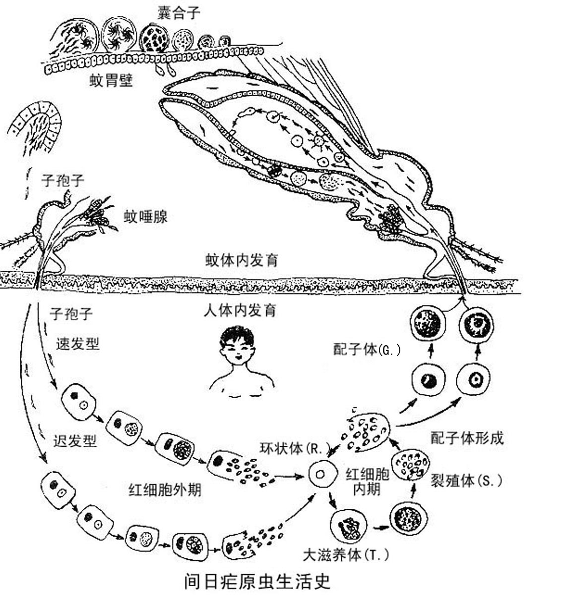  p>间日疟原虫(plasmodium vivax) 属于孢子纲.由按蚊传播.