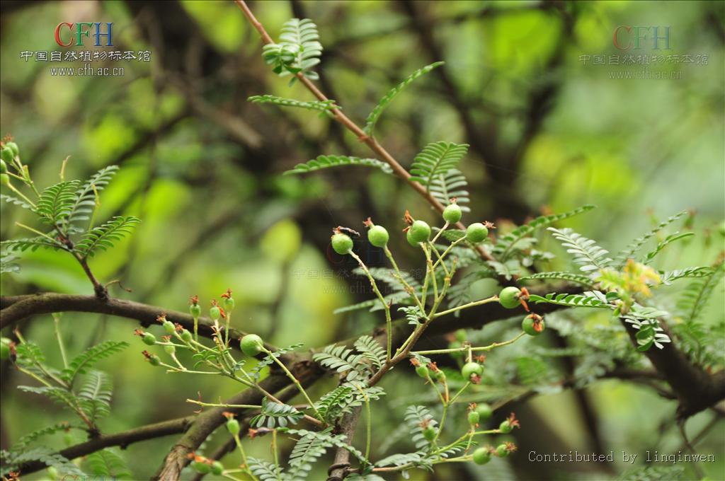  p>小石积(学名: i>osteomeles anthyllidifolia /i> lindl.