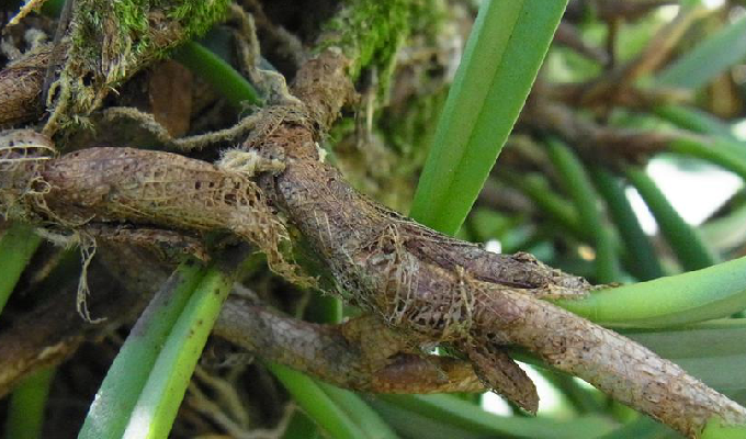  p>牛角兰属(学名:ceratostylis bl.