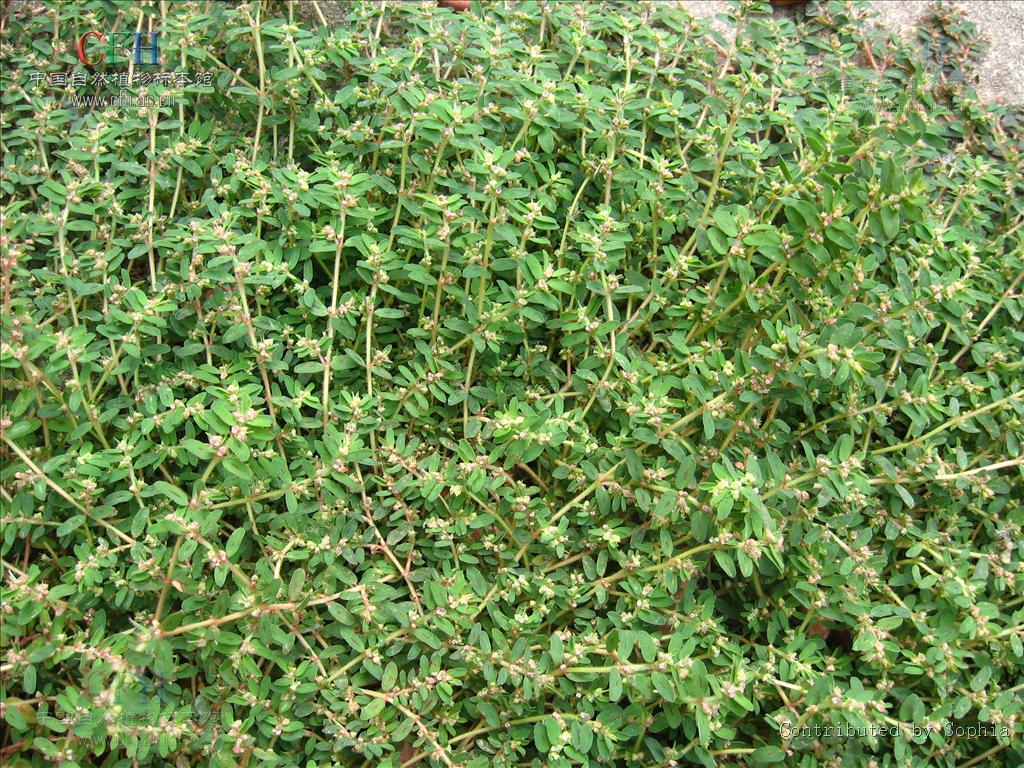 &amp; zucc.) planch.)是葡萄科地锦属植物,木质藤本.