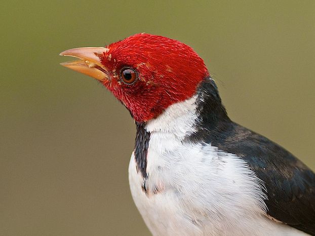  p>黄嘴蜡嘴鹀是一种雀形目,鹀科类生物.小型鸣禽.一般主食植物种子.