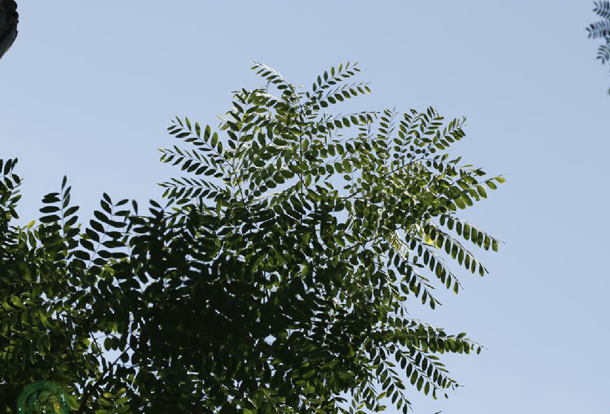  p>黄豆树(学名: i>albizia procera  /i>(roxb.) benth.