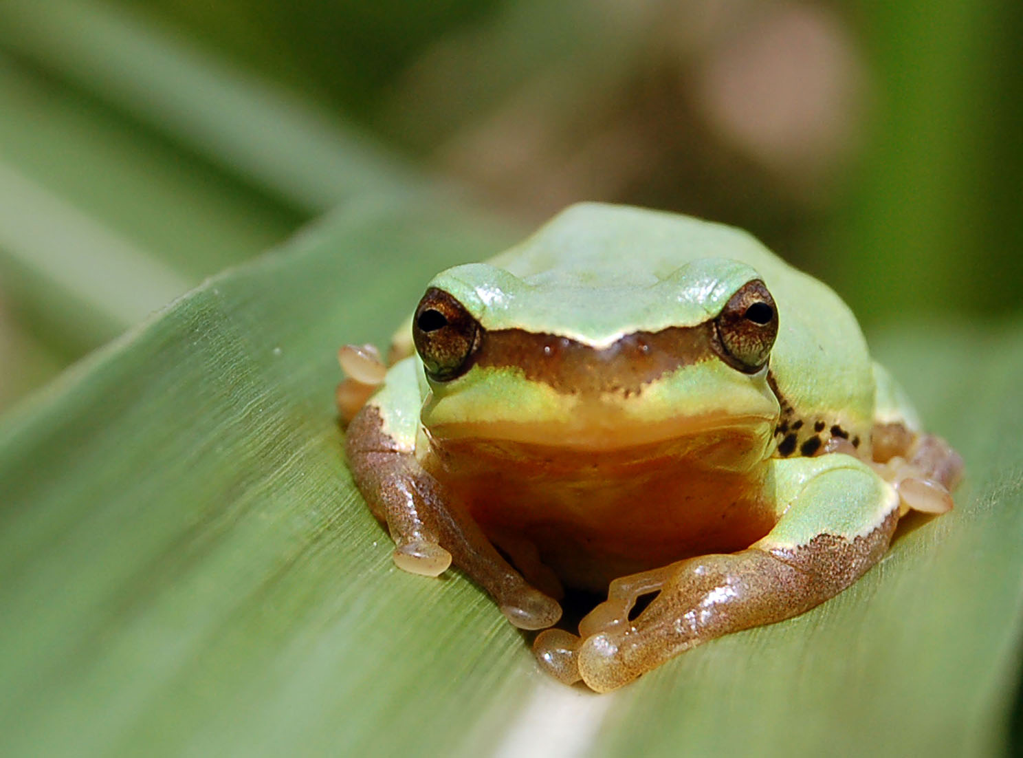  p>雨蛙科(hylidae):无尾目的一科.