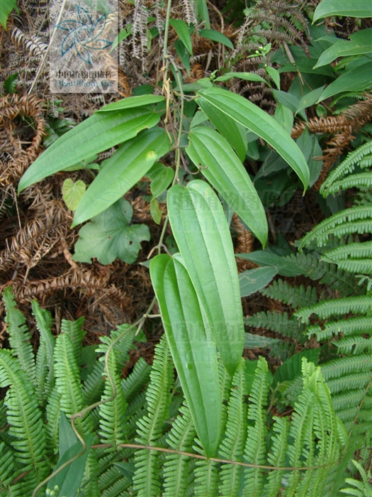 是菝葜科 a href="#" data-lemmaid="1757999">菝葜属 /a>攀援灌木.