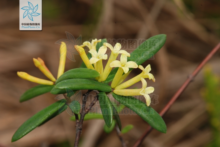  p>岩杉树,拉丁文名:wikstroemia angustifolia hemsl.