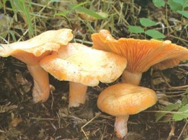 野生菌类栽培技术