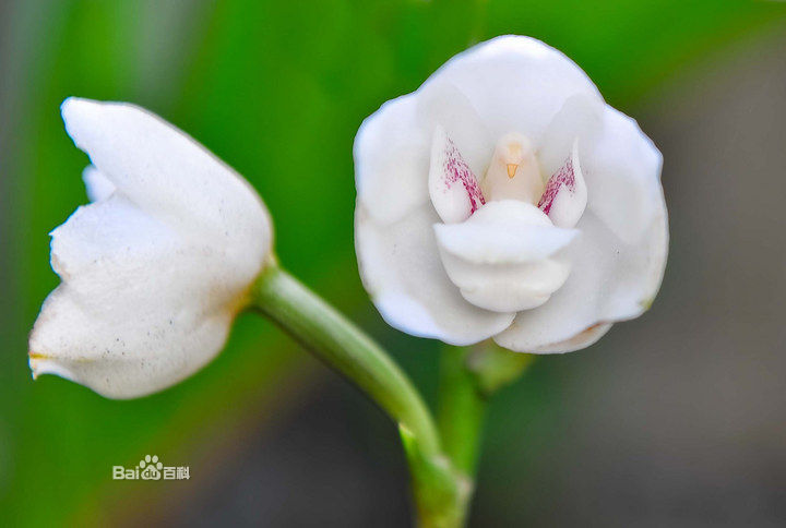  p>猴面小龙兰(学名: i>dracula simia   /i>(luer) luer):兰科,小龙