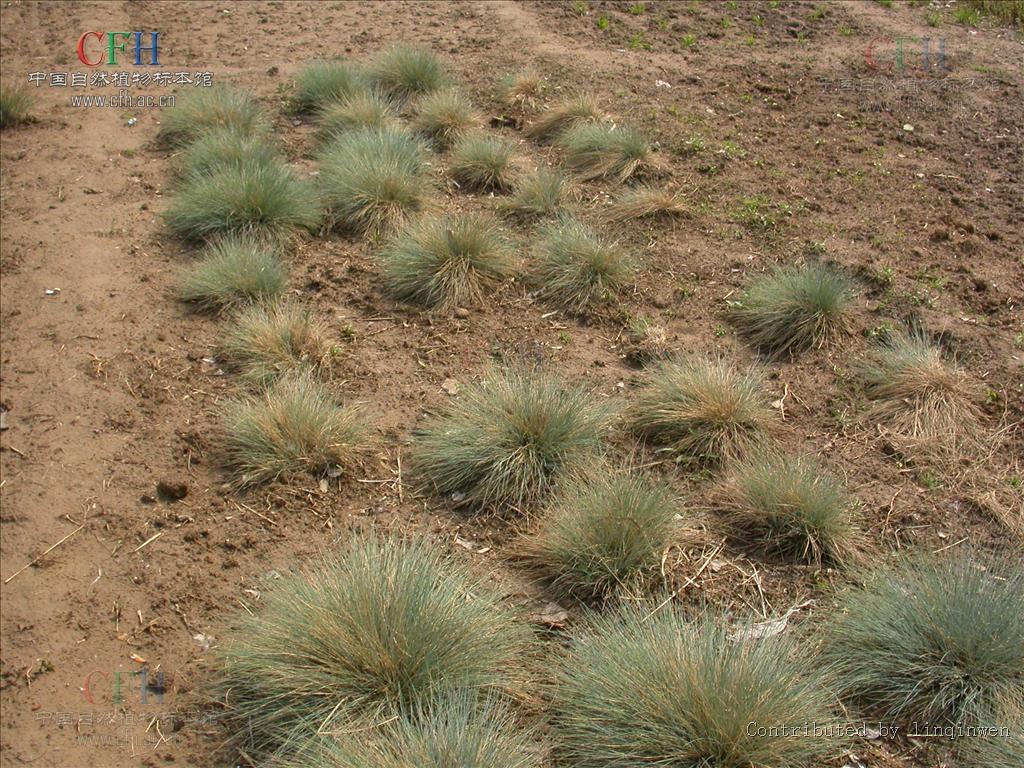  p>羊茅(学名: i>festuca ovina /i> l.