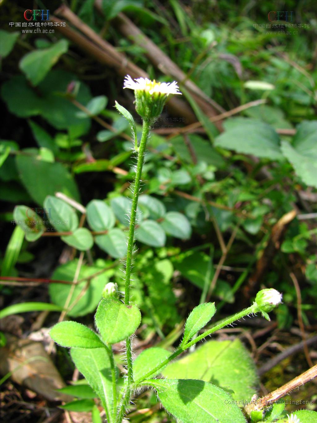 erigeron elongalus