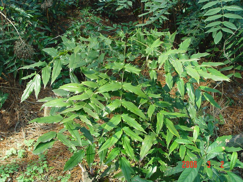  p>脉叶十大功劳(学名:berberis nervosa)常绿 a href="#">灌木 /a>.