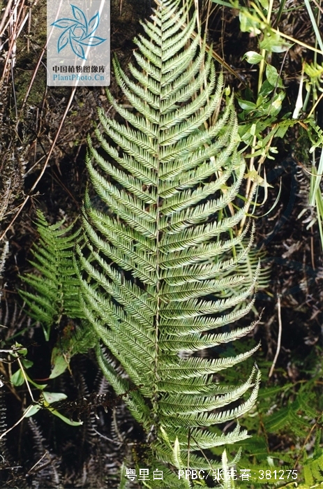  p>粤里白(学名:hicriopteris cantonensis),为真蕨目 a href="#"