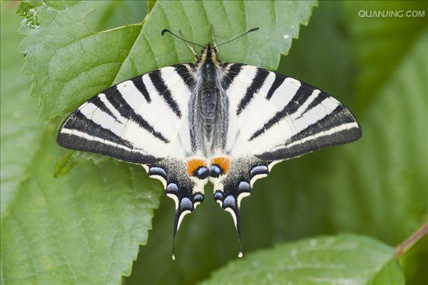  p>旖凤蝶(iphiclides podalirius(linnaeus)是凤蝶科下的一种动物.