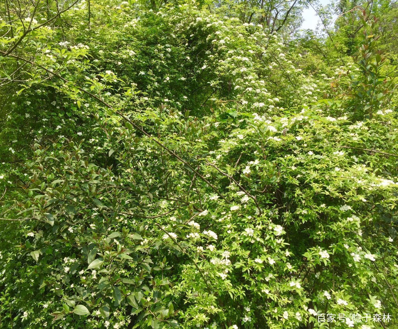 七里香蔷薇的花朵一簇簇缀满花藤 蔓延出连绵的花海 百科ta说
