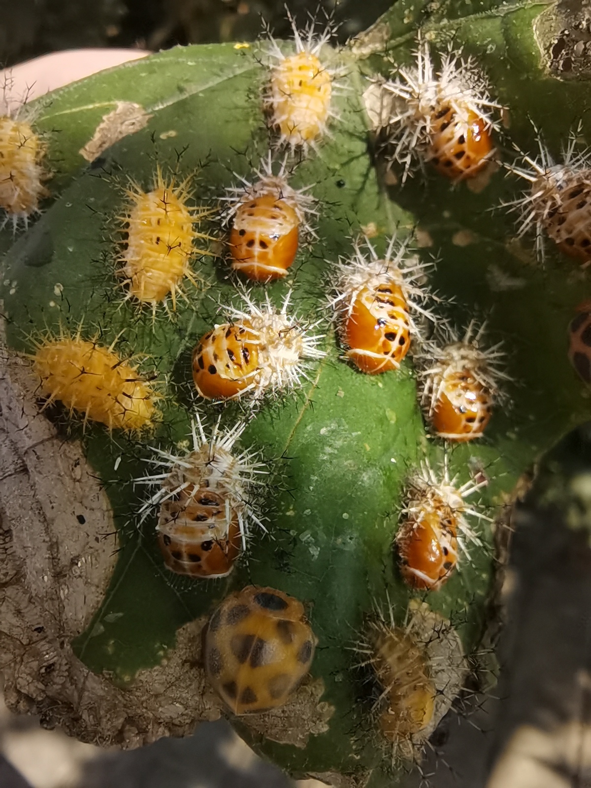 菱斑食植瓢虫
